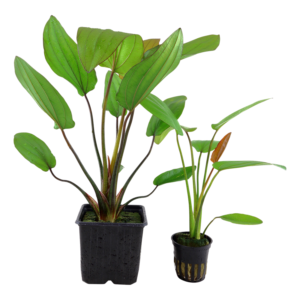 XL Echinodorus barthii Tropica
