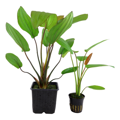 XL Echinodorus barthii Tropica