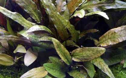 Cryptocoryne wendtii 'Tropica' by Tropica