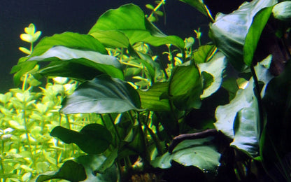 Anubias barteri var. barteri Tropica