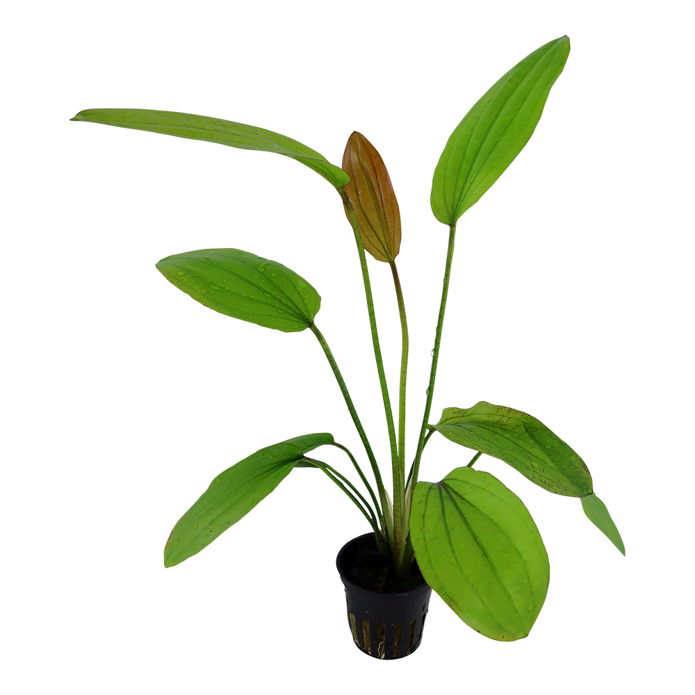 Echinodorus Rosé Tropica