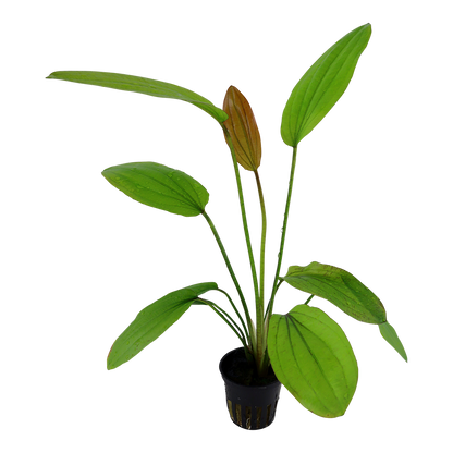 Echinodorus Rosé Tropica