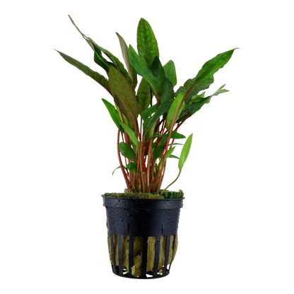 Cryptocoryne beckettii 'Petchii' Tropica (Single Package)