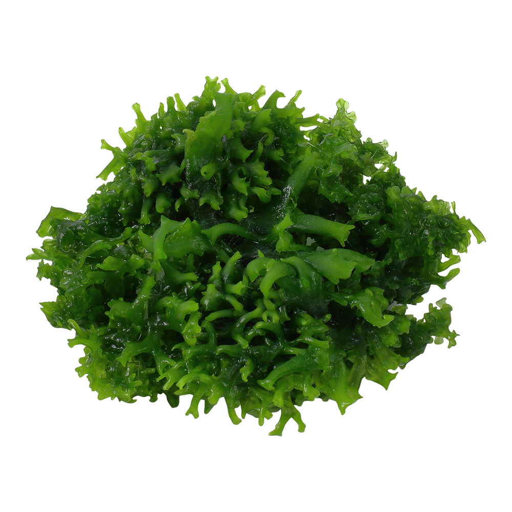Dennerle Monosolenium tenerum Plant-It