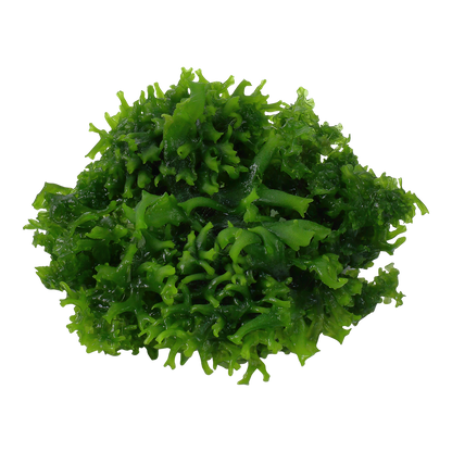 Dennerle Monosolenium tenerum Plant-It