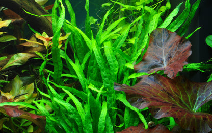 Microsorum pteropus Narrow Leaf Tropica Java Fern