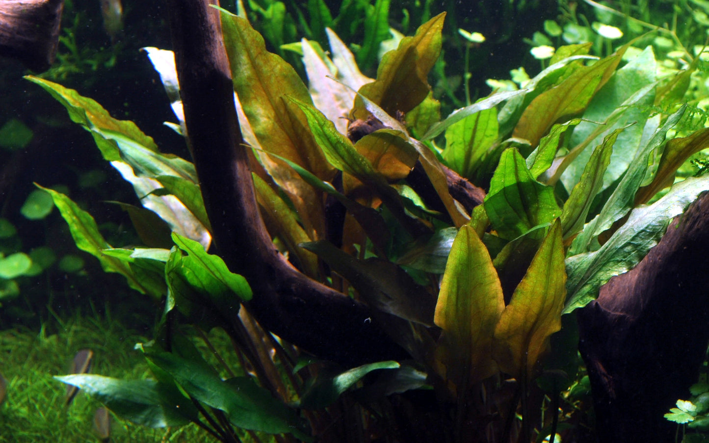 Cryptocoryne undulata 'Broad Leaves' Tropica
