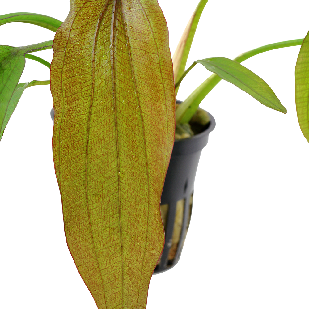 Echinodorus Red Diamond Tropica