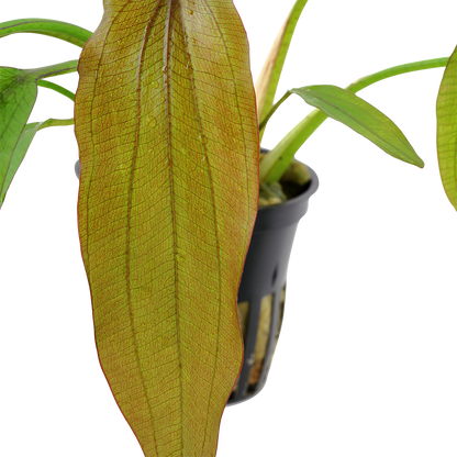 Echinodorus Red Diamond Tropica