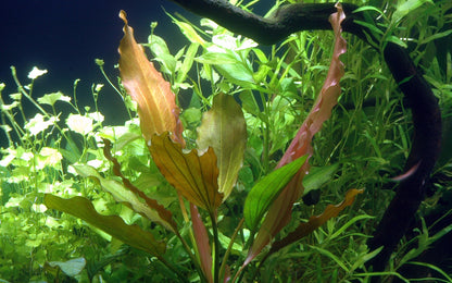 Echinodorus Rosé Tropica