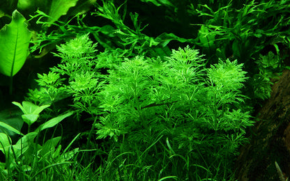 Limnophila sessiliflora Tropica