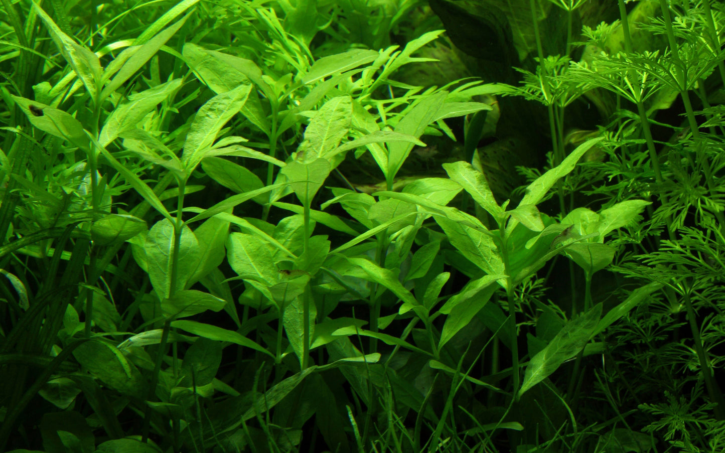 Hygrophila polysperma Tropica