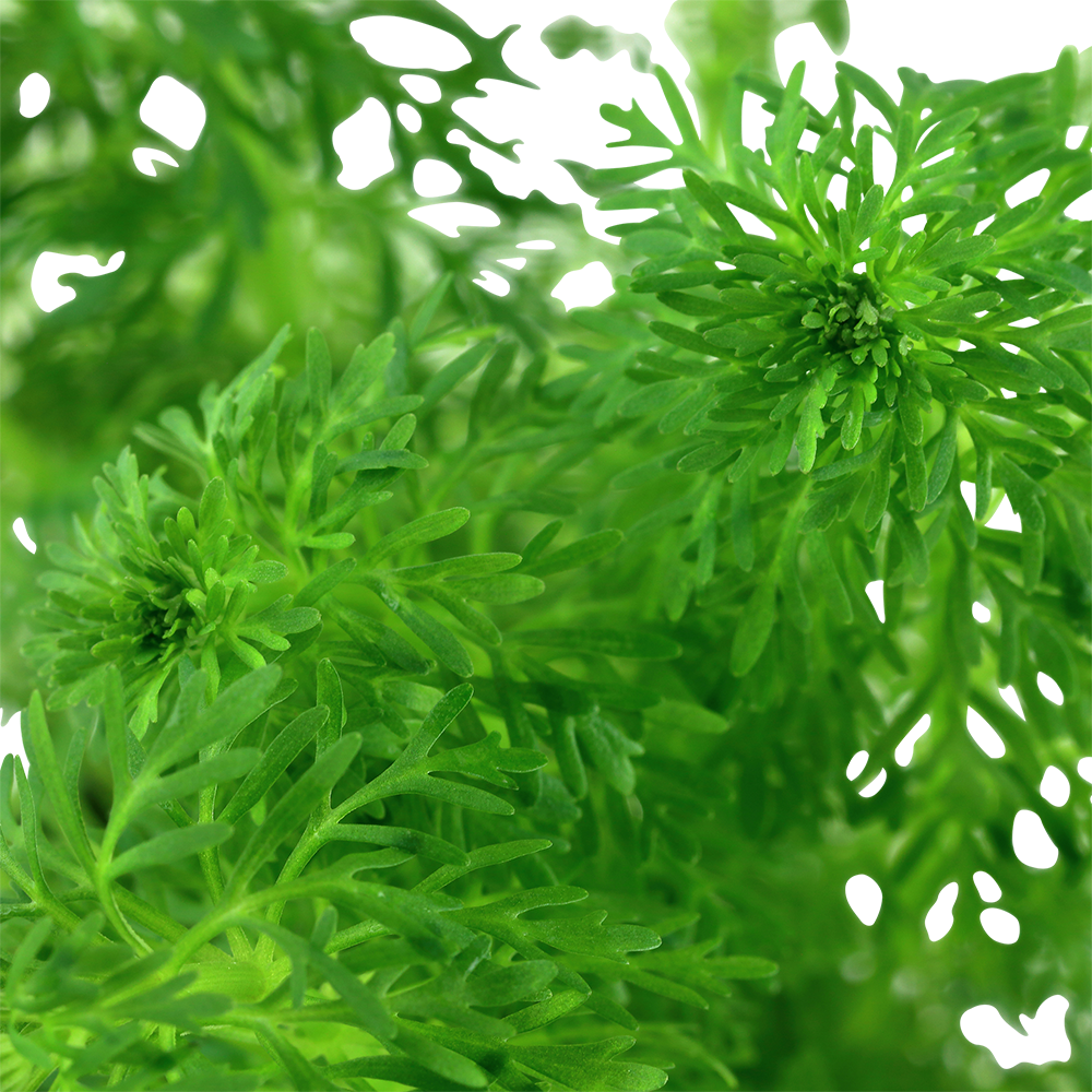 Limnophila sessiliflora Tropica
