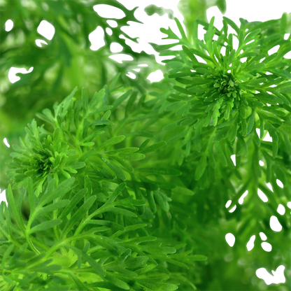 Limnophila sessiliflora Tropica