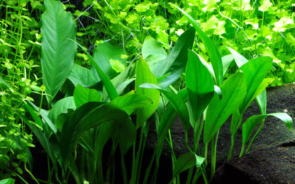 Anubias minima AQUADIP