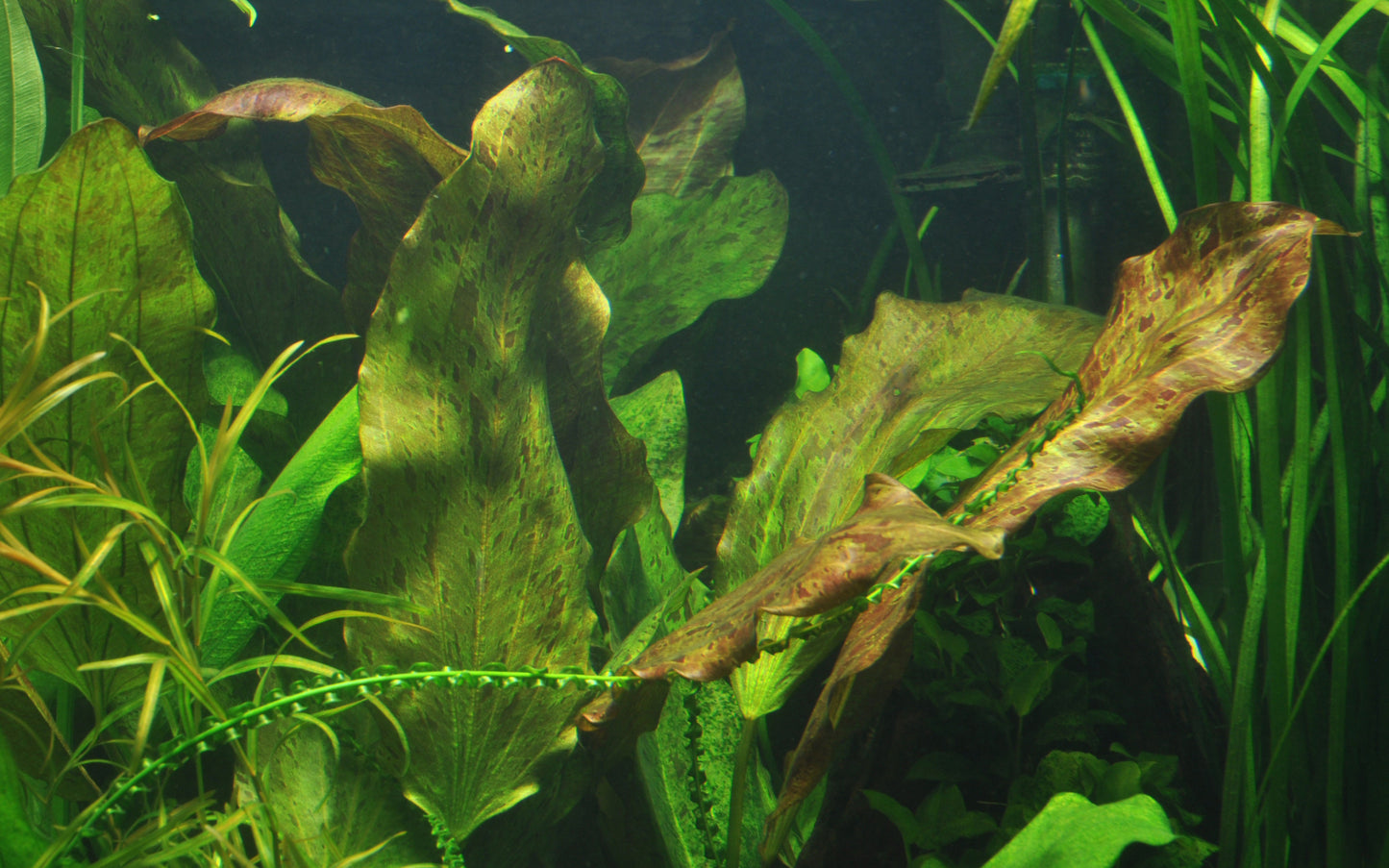 Echinodorus Ozelot Tropica