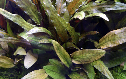 XL Cryptocoryne wendtii Tropica