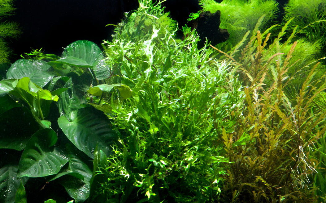 XL Microsorum pteropus Windelov Java Fern on Wood Tropica