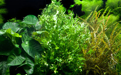 XL Microsorum pteropus Windelov Java Fern on Wood Tropica