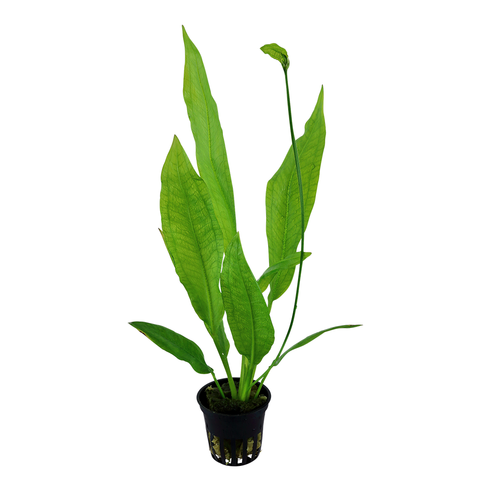 Echinodorus bleheri AQUADIP