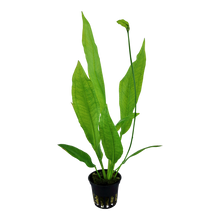 Echinodorus bleheri AQUADIP