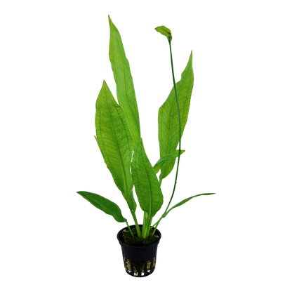 Echinodorus bleheri AQUADIP
