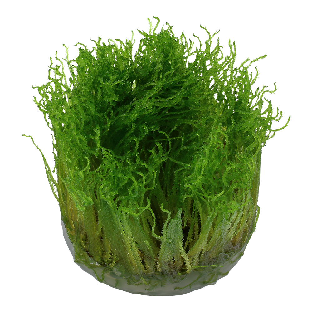 Dennerle Taxiphyllum Spiky Moss Plant-It