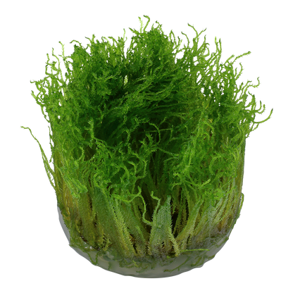 Dennerle Taxiphyllum Spiky Moss Plant-It
