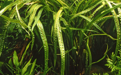 Cryptocoryne crispatula Tropica