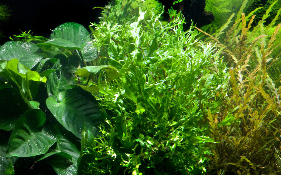 Microsorum pteropus sp. Windelov AQUADIP