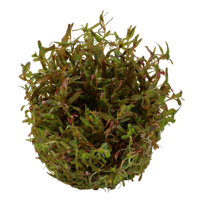 Dennerle Rotala rotundifolia H'ra Plant-It