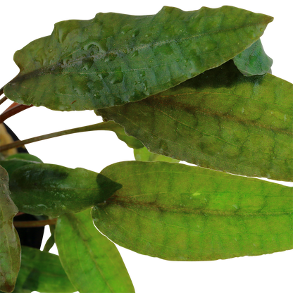 Cryptocoryne wendtii 'Tropica' by Tropica