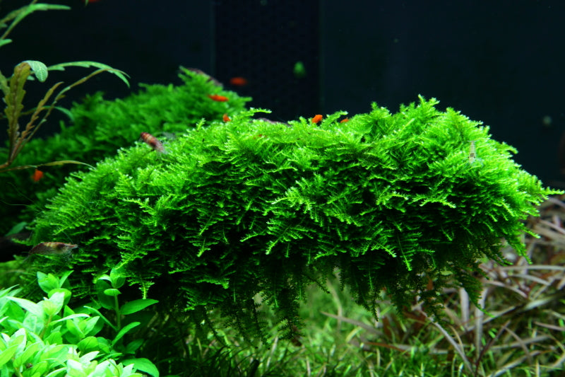 Tropica Vesicularia montagnei Christmas Moss PORTION