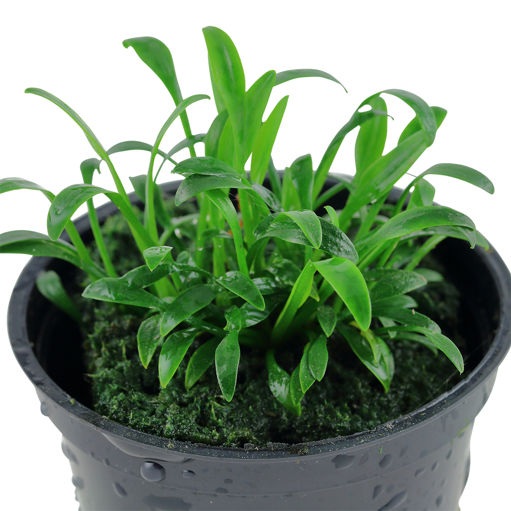 Cryptocoryne parva Tropica