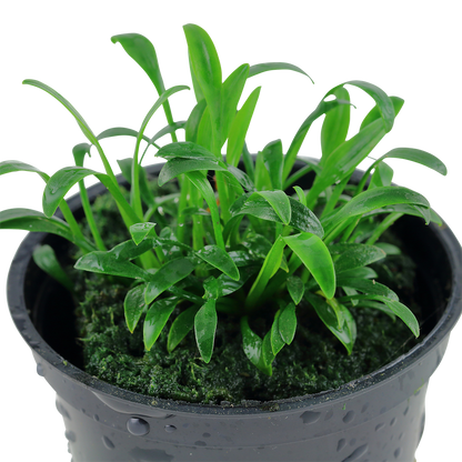 Cryptocoryne parva Tropica