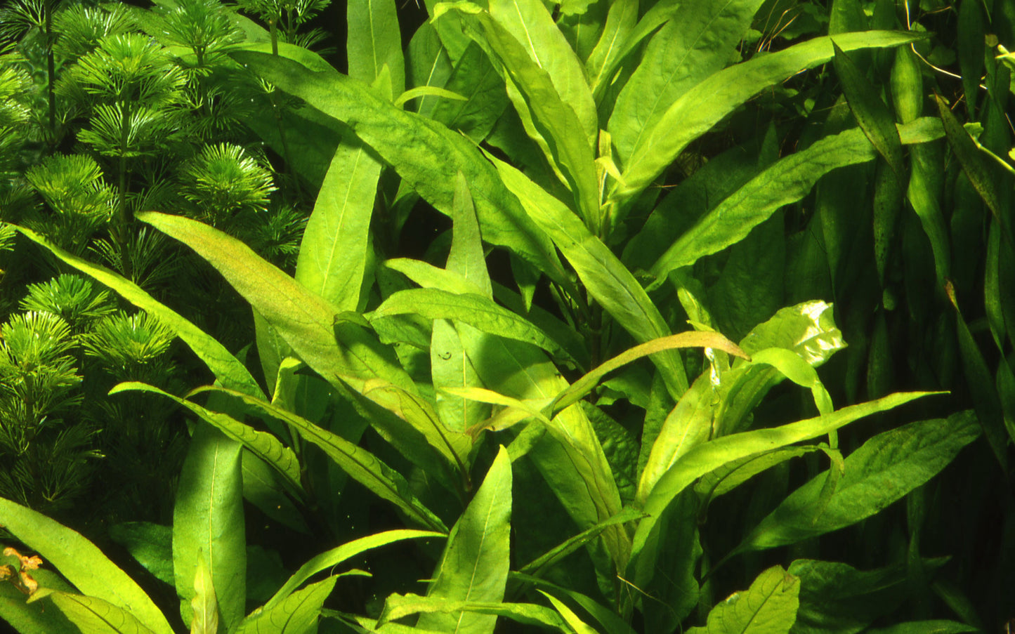 XL Hygrophila corymbosa Stricta Tropica