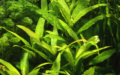 XL Hygrophila corymbosa Stricta Tropica
