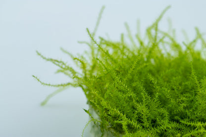 Dennerle Leptodictyum riparium Moss Plant-It