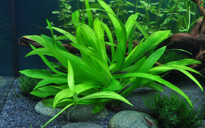 Helanthium 'Quadricostatus' Tropica