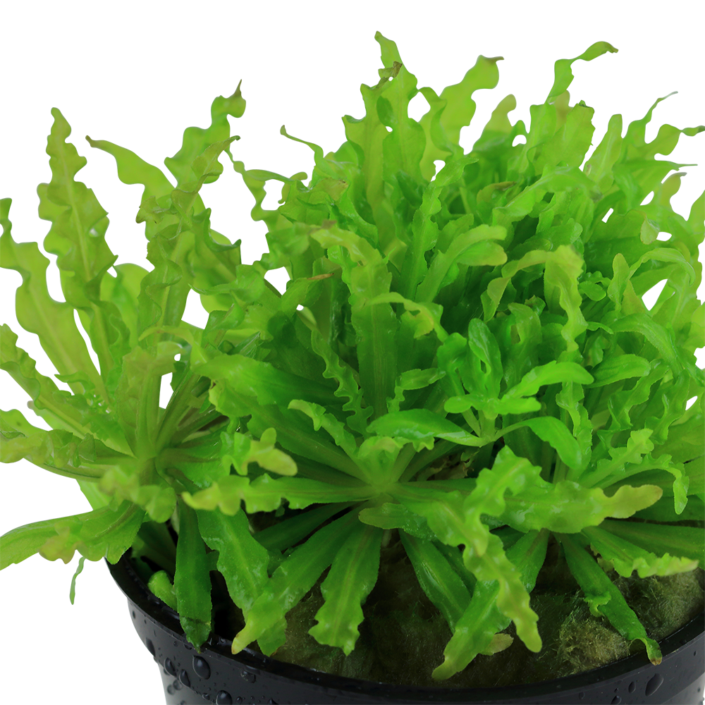 Pogostemon helferi Tropica