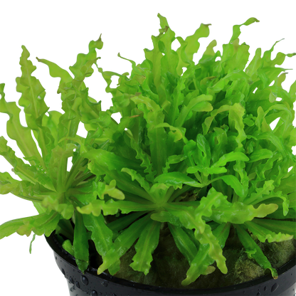 Pogostemon helferi Tropica