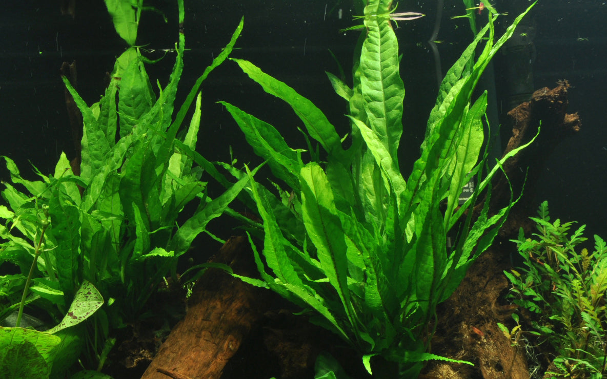 Microsorum pteropus Java Fern on Lava Rock Tropica