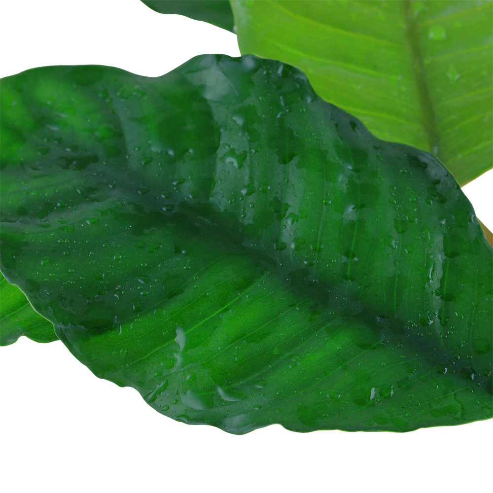 Anubias barteri Coffeefolia Tropica