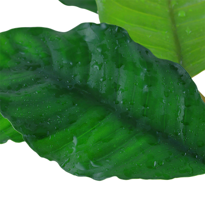 Anubias barteri Coffeefolia Tropica