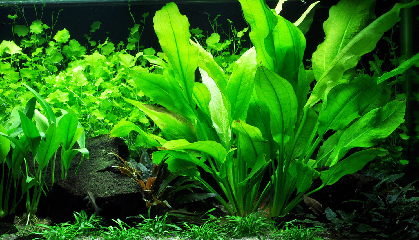 XL Echinodorus grisebachii Bleherae Tropica