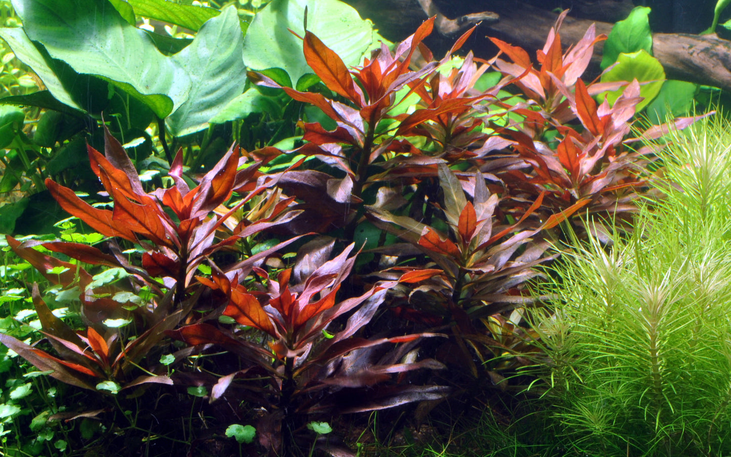 Ludwigia glandulosa Tropica