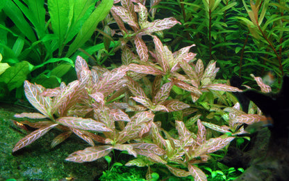 Hygrophila polysperma Rosanervig Tropica