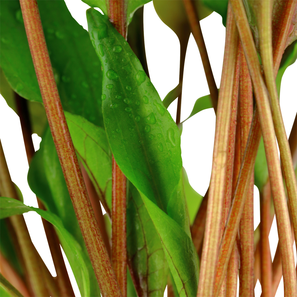 Cryptocoryne undulata 'Broad Leaves' Tropica