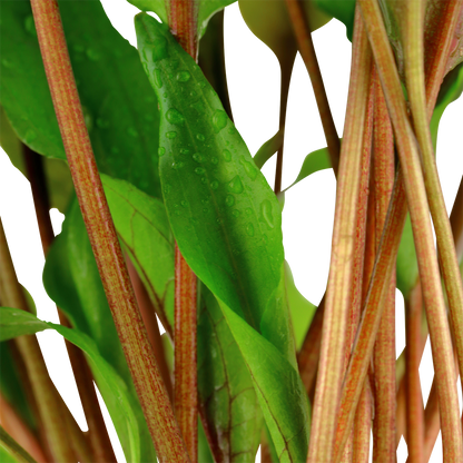 Cryptocoryne undulata 'Broad Leaves' Tropica
