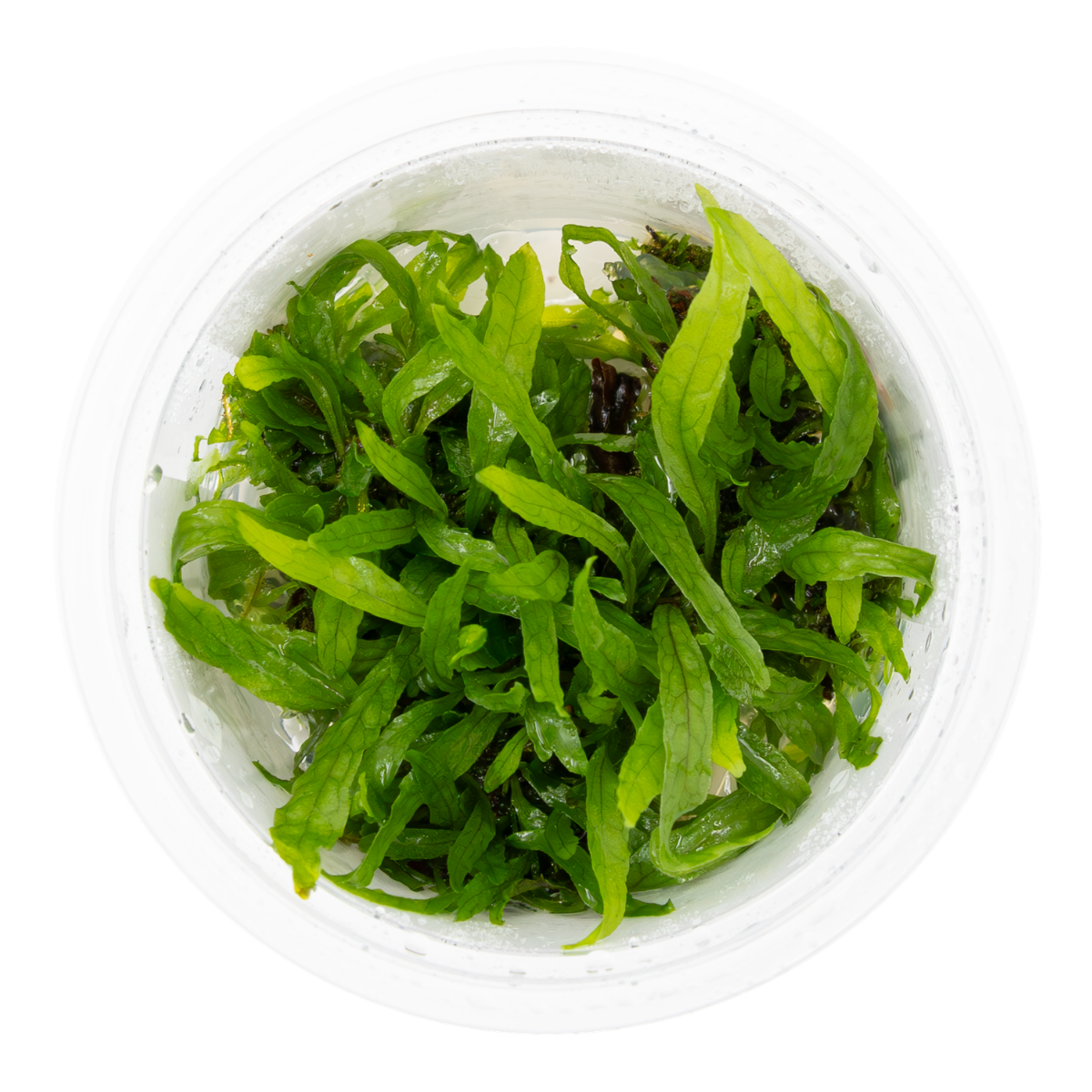 Tropica Microsorum pteropus 'Narrow' 1-2-GROW Java Fern
